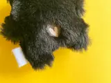 teddy-black